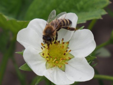 Çilek çiçeğinin üzerindeki arı Yaklaş