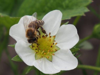 Çilek çiçeğinin üzerindeki arı Yaklaş