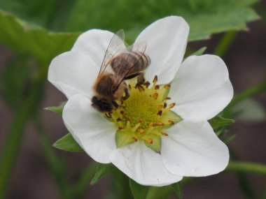 Çilek çiçeğinin üzerindeki arı Yaklaş