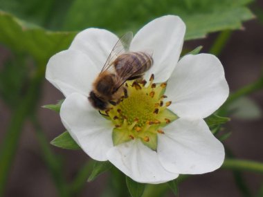 Çilek çiçeğinin üzerindeki arı Yaklaş
