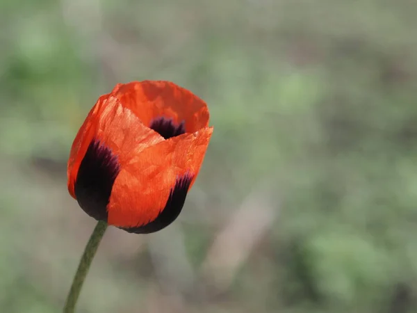 Flor Papoula Vermelha Campo Selvagem Papaveraceae — Fotografia de Stock