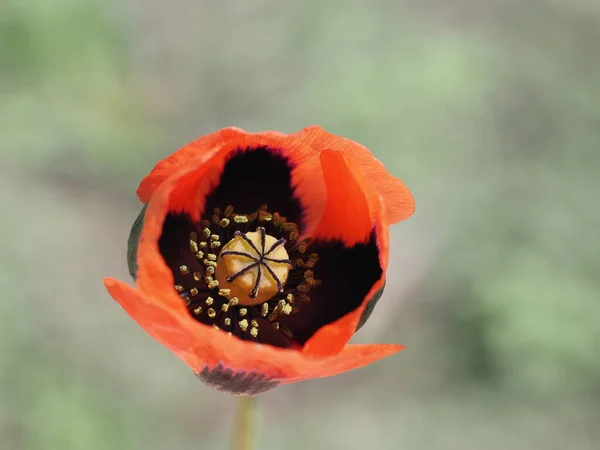 Κόκκινο Λουλούδι Παπαρούνας Άγριο Λιβάδι Papaveraceae — Φωτογραφία Αρχείου