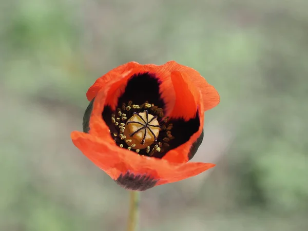 Красный Цветок Мака Диком Поле Papaveraceae — стоковое фото