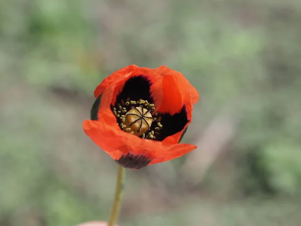 Rote Mohnblume Auf Einem Wilden Feld Papaveraceae — Stockfoto