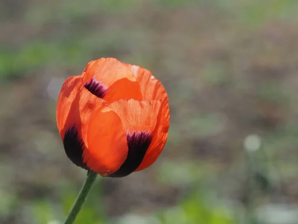 Flor Papoula Vermelha Campo Selvagem Papaveraceae — Fotografia de Stock