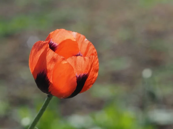 Flor Papoula Vermelha Campo Selvagem Papaveraceae — Fotografia de Stock