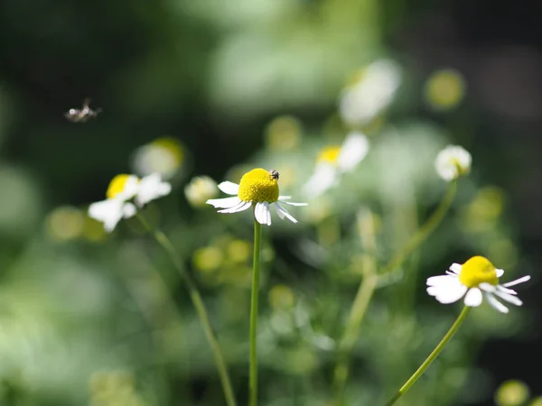 Flor Manzanilla Cerca Sobre Fondo Verde — Foto de Stock