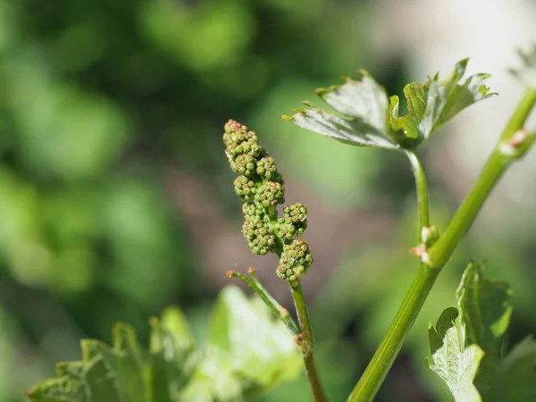 flowering vine close up on a green background