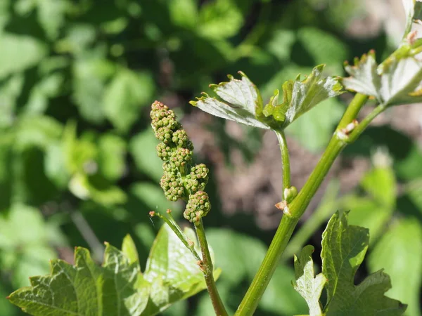 flowering vine close up on a green background