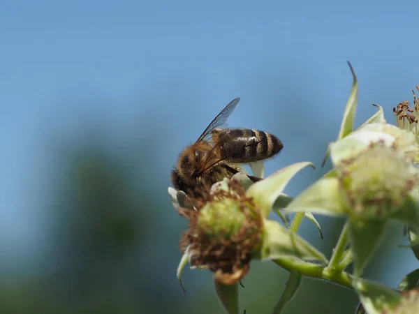 Abeja Trabajo Una Flor Frambuesa Cerca — Foto de Stock