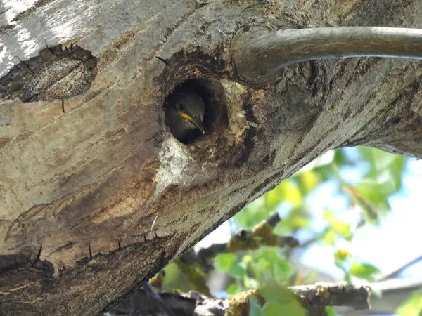 Liten Starling Blickar Hålan Ett Träd — Stockfoto