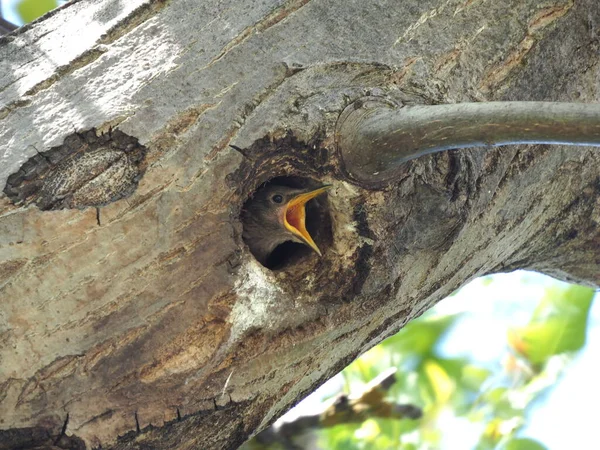 Liten Starling Blickar Hålan Ett Träd — Stockfoto