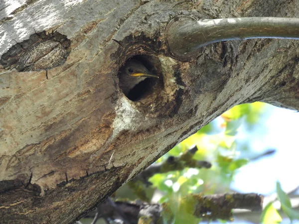 Pequeño Estornino Mira Desde Hueco Árbol —  Fotos de Stock