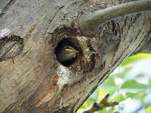 Liten Starling Blickar Hålan Ett Träd — Stockfoto