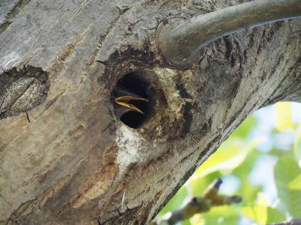 Pequeño Estornino Mira Desde Hueco Árbol —  Fotos de Stock