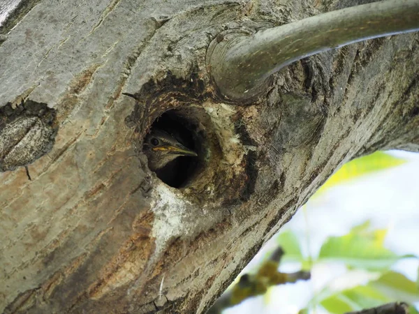 Liten Starling Blickar Hålan Ett Träd — Stockfoto