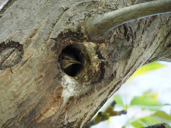 Pequeño Estornino Mira Desde Hueco Árbol —  Fotos de Stock