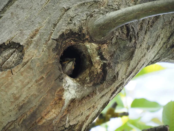 Pequeño Estornino Mira Desde Hueco Árbol —  Fotos de Stock