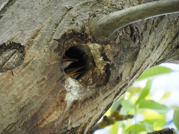 Kleiner Star Schaut Aus Der Vertiefung Eines Baumes — Stockfoto