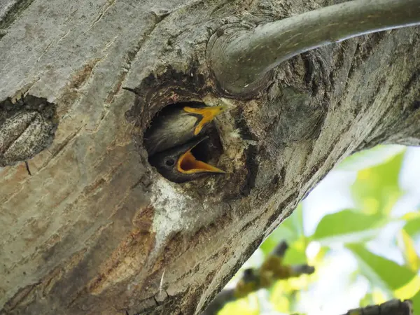 Petit Étourneau Regarde Creux Arbre — Photo