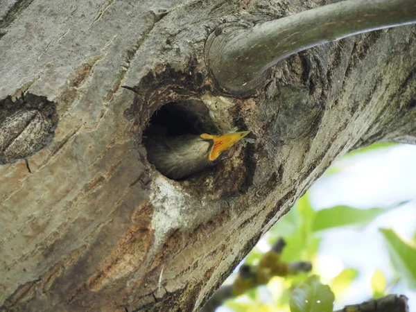 Liten Starling Blickar Hålan Ett Träd — Stockfoto