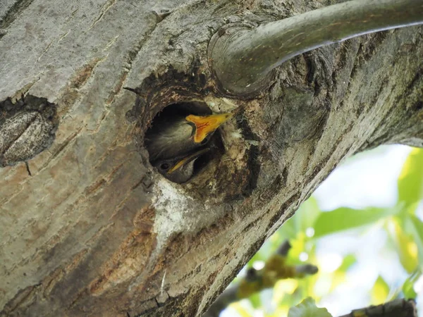 Pequeño Estornino Mira Desde Hueco Árbol —  Fotos de Stock