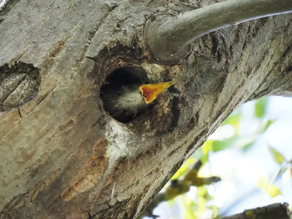 Pequeño Estornino Mira Desde Hueco Árbol —  Fotos de Stock