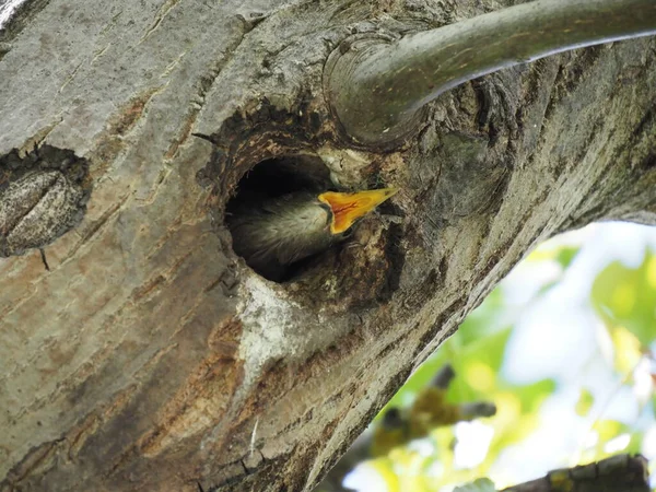 Pequeno Estorninho Olha Para Fora Oco Uma Árvore — Fotografia de Stock