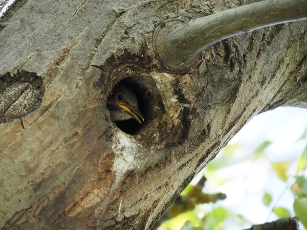 Liten Starling Blickar Hålan Ett Träd — Stockfoto