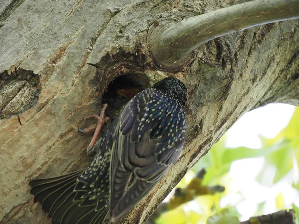 Adulto Starling Alimenta Seu Filhote Sentado Uma Árvore Oca — Fotografia de Stock