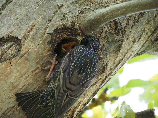 Ein Erwachsener Star Füttert Sein Küken Das Einem Hohlen Baum — Stockfoto