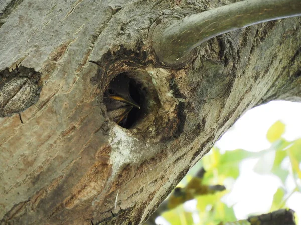 Kleiner Star Schaut Aus Der Vertiefung Eines Baumes — Stockfoto