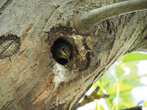 Liten Starling Blickar Hålan Ett Träd — Stockfoto