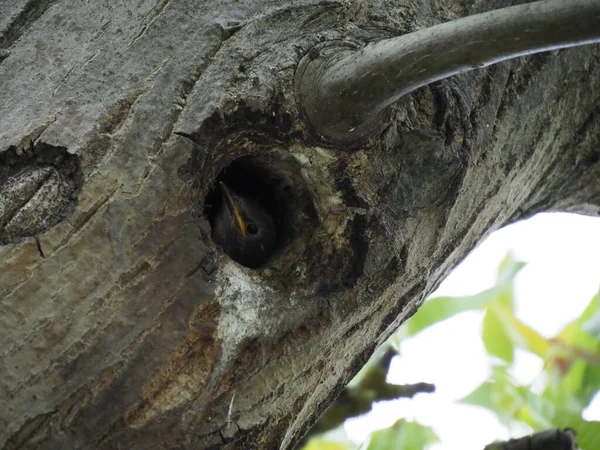 Liten Starling Blickar Hålan Ett Träd — Stockfoto