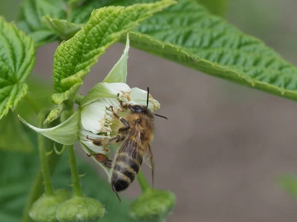 Abeja Trabajo Una Flor Frambuesa Cerca — Foto de Stock