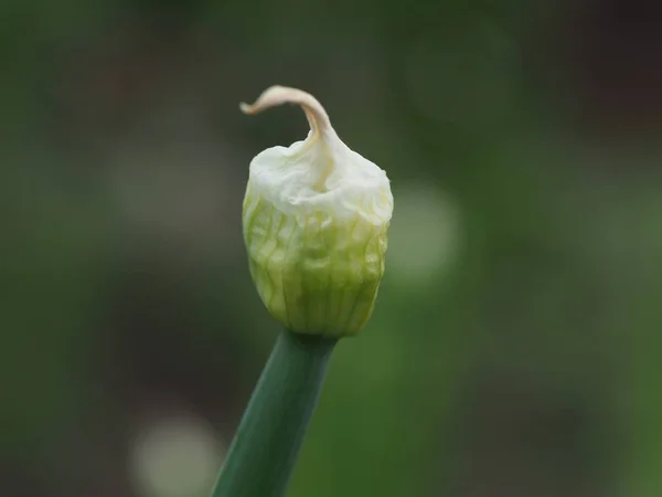 庭に緑のタマネギが芽吹き — ストック写真