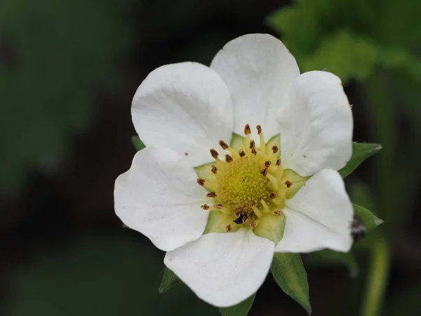 Witte Aardbei Bloem Close Rechtenvrije Stockafbeeldingen