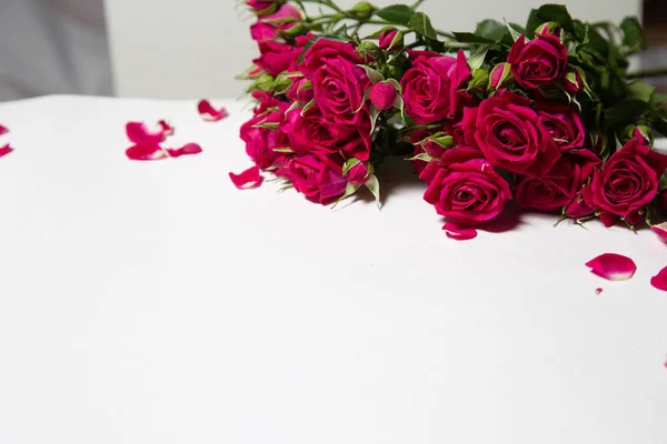 Ramo de hermosas rosas rojas aisladas — Foto de Stock