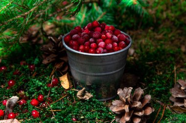 Orman kırmızı meyvesi ormana saçılmış. Doğal ortam. Ekoloji. Vejetaryen yemeği.