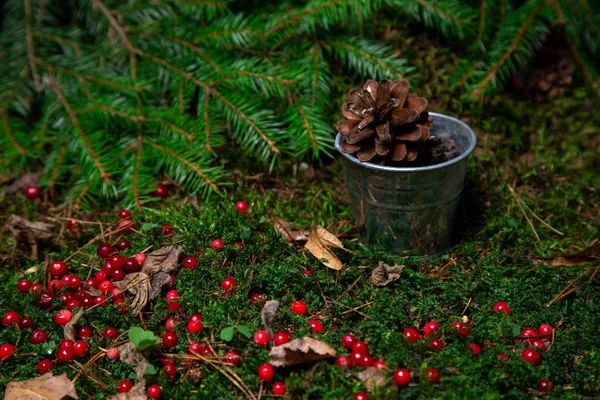 Lesní Červené Bobule Roztroušené Lese Přírodní Prostředí Ekologie Vegetariánské Foo — Stock fotografie