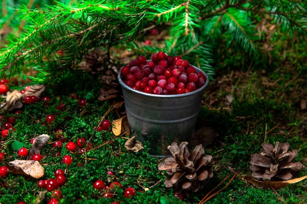 Baie Rouge Forêt Dispersée Dans Forêt Environnement Naturel Écologie Foo — Photo