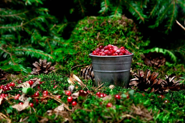 forest red berry in a dipper in a forest clearing under the bran