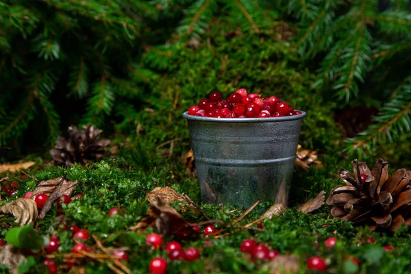Forest red berry in a dipper in a forest clearing under the bran — Stock Photo, Image