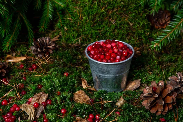 forest red berry in a dipper in a forest clearing under the bran