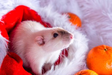 Fare, 2020 yılının bir sembolü.