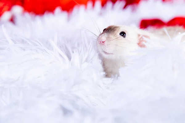Happy New Year! cute white pet rat in a white fluffy plaid.  The rat is a symbol Of the new year 202