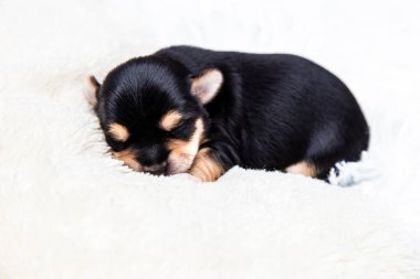 Küçük siyah bir Yorkshire Terrier köpeği beyaz bir battaniyenin üzerinde uyur. Metin için boşluk