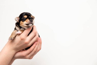 a small black Yorkshire Terrier puppy in the hands on a white background
