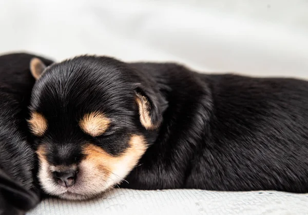 A small black Yorkshire Terrier puppy sleeps on a white blanket — Zdjęcie stockowe