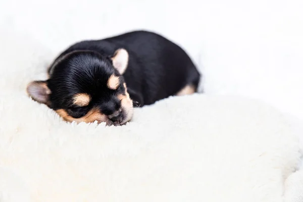 Küçük siyah bir Yorkshire Terrier köpeği beyaz bir battaniyenin üzerinde uyur. Metin için boşluk